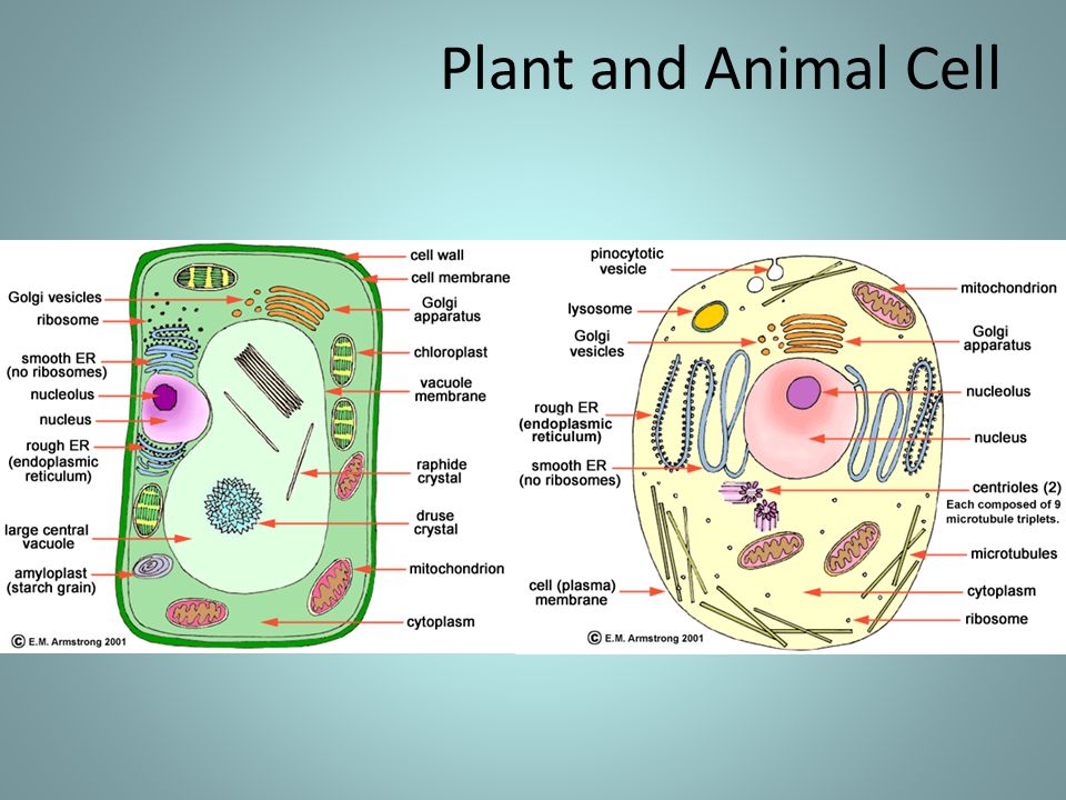 Prokaryotes Smallest Cells Lack A Nucleus Dna Is Located In An Area Called The Nucleoid Contain Plasmids Small Circular Pieces Of Dna Ppt Download
