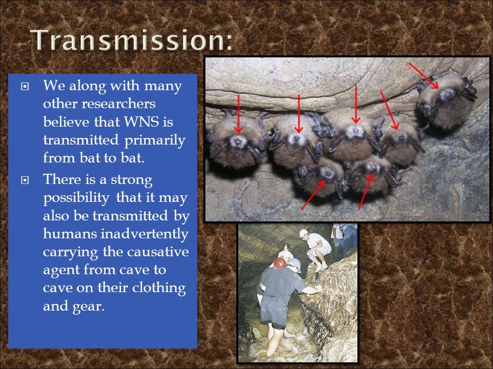  We along with many other researchers believe that WNS is transmitted primarily from bat to bat.