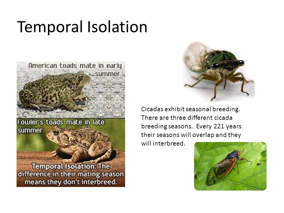 Temporal Isolation Cicadas exhibit seasonal breeding.