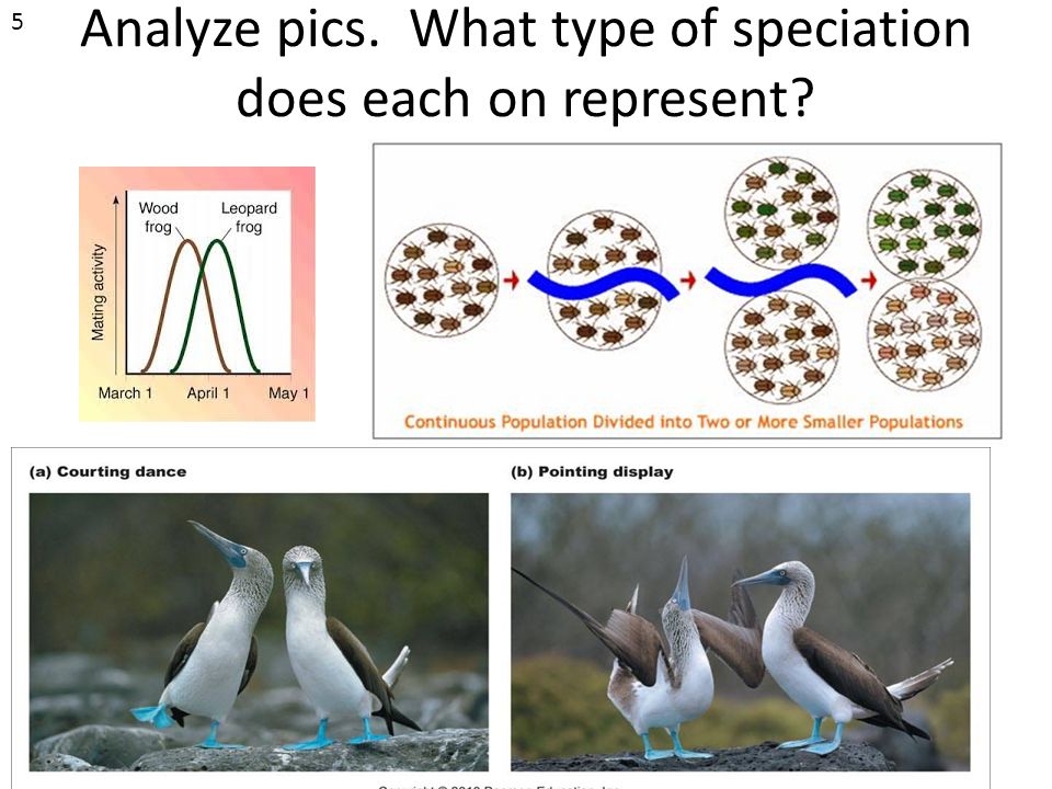 Analyze pics. What type of speciation does each on represent 5