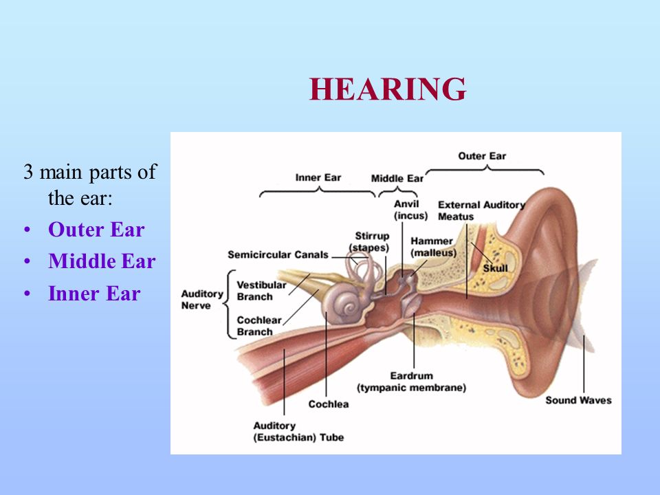 Слышит 3 буквы. Hear три. Main Part. Hearing and Balance Analyzers.