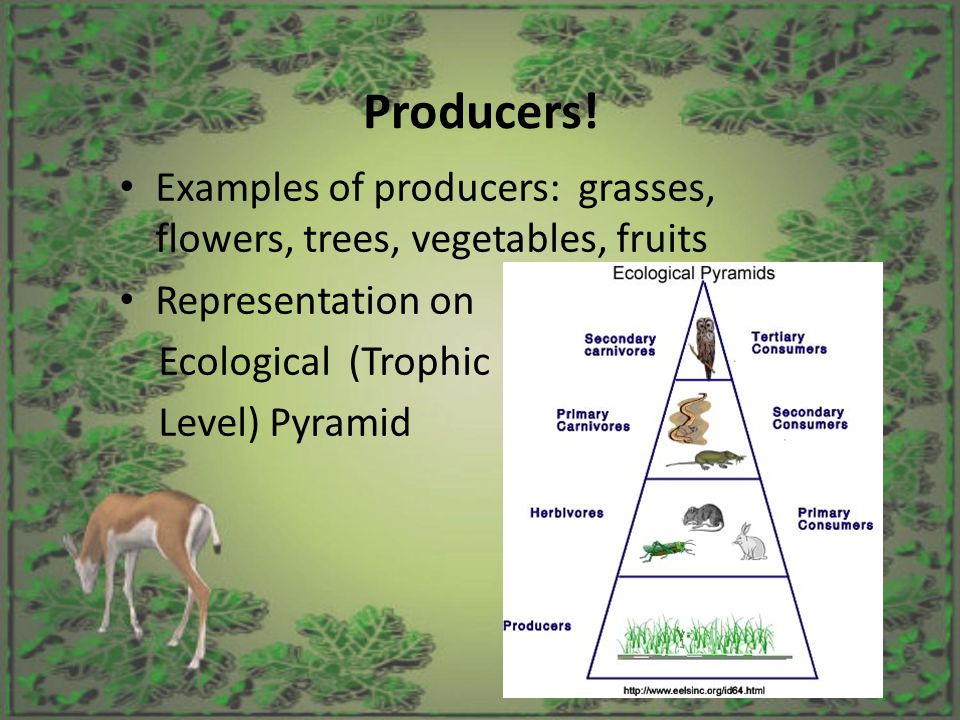 Ecology and Environment FEED ME! BIG Words! Autotrophic -- means “self ...