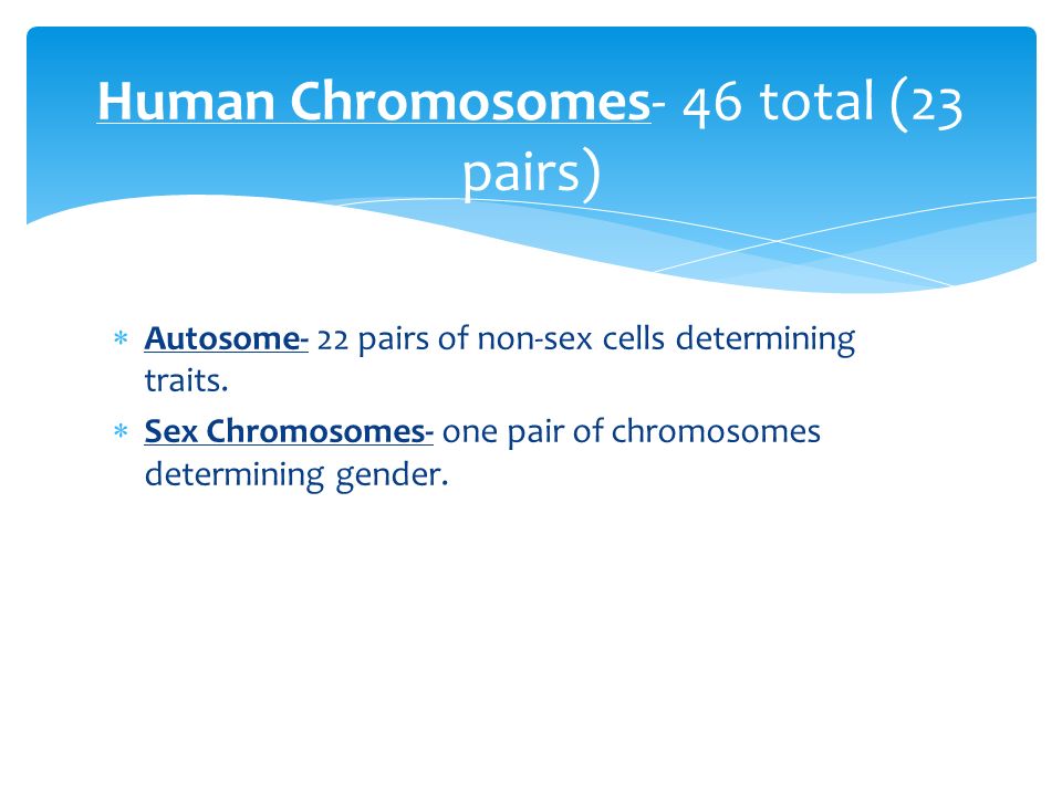  Autosome- 22 pairs of non-sex cells determining traits.