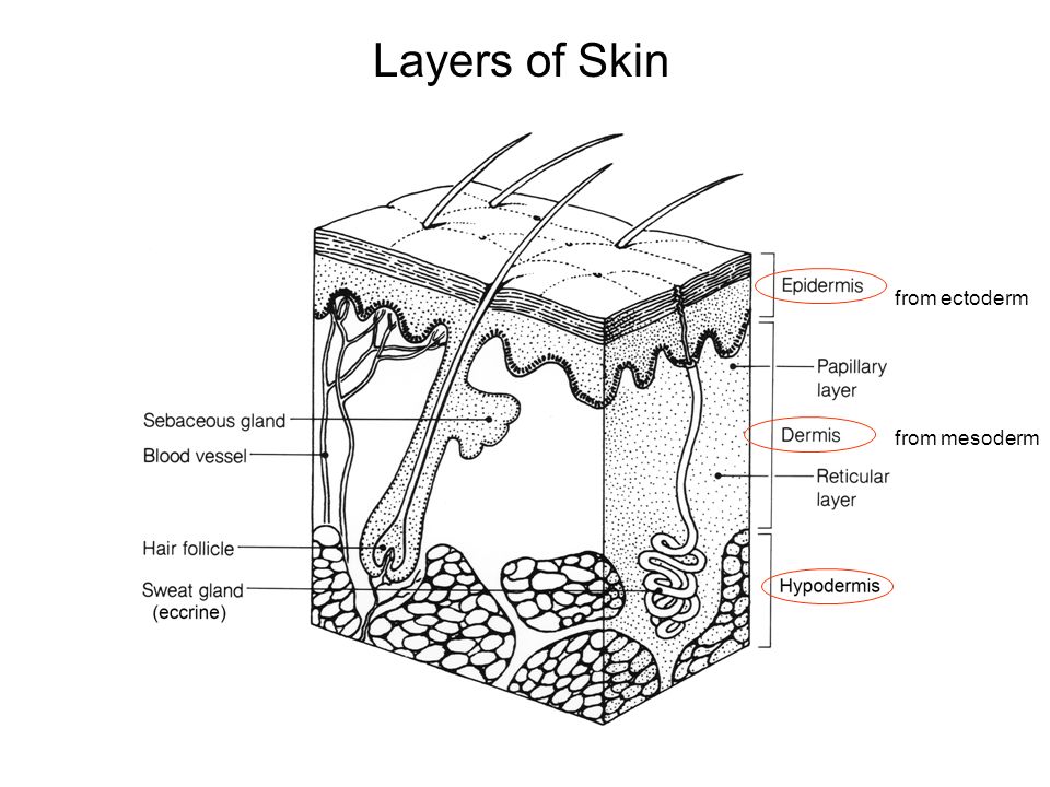Microscopic Anatomy 2011 Skin (Integumentary System) Jennifer Carbrey,  Ph.D. Department of Cell Biology. - ppt download