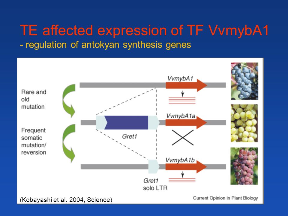 TE affected expression of TF VvmybA1 - regulation of antokyan synthesis genes (Kobayashi et al.
