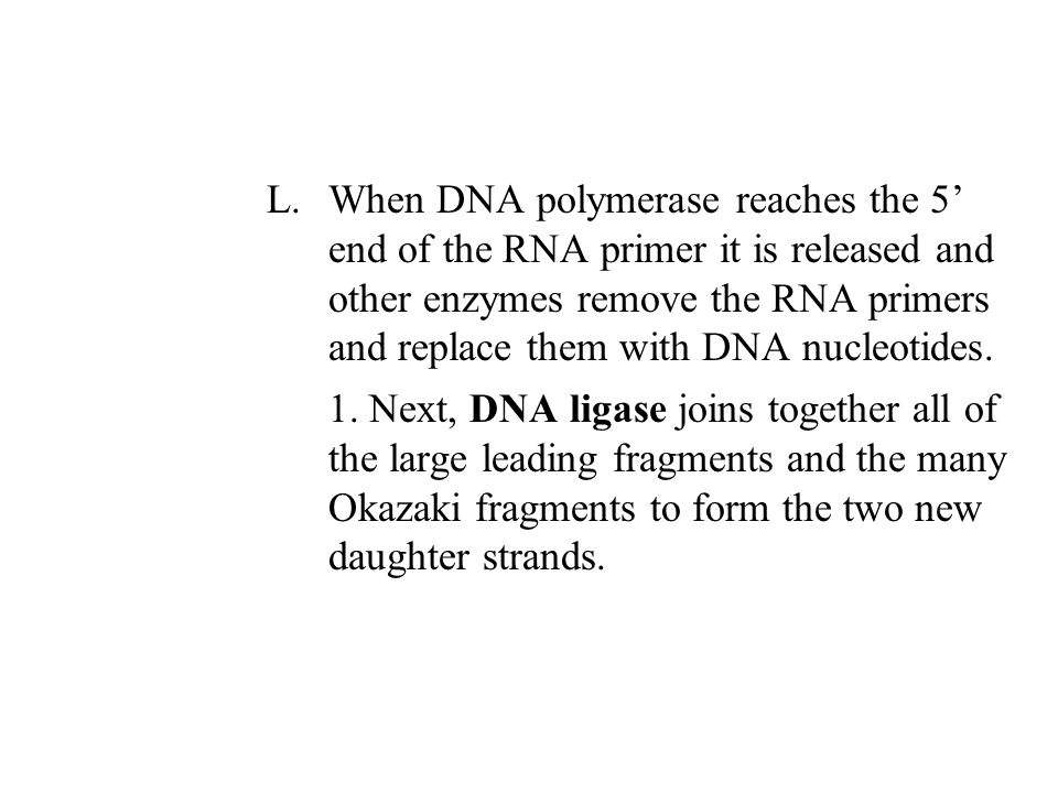 L.When DNA polymerase reaches the 5’ end of the RNA primer it is released and other enzymes remove the RNA primers and replace them with DNA nucleotides.