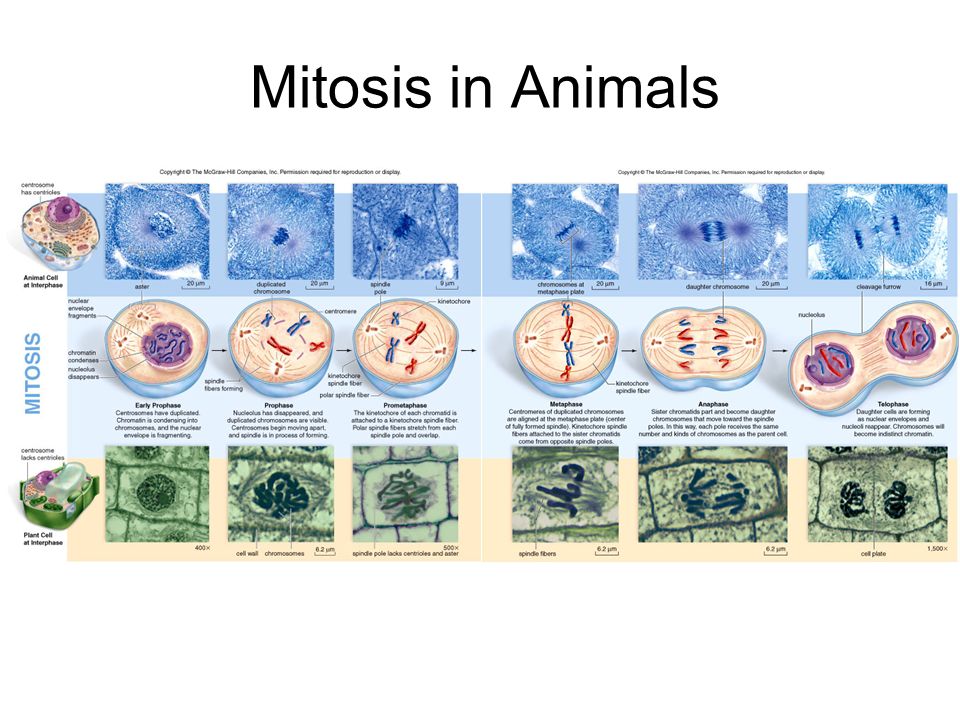 Mitosis in Animals