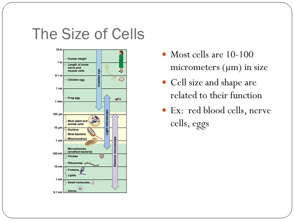 The Size of Cells Most cells are micrometers (µm) in size Cell size and shape are related to their function Ex: red blood cells, nerve cells, eggs