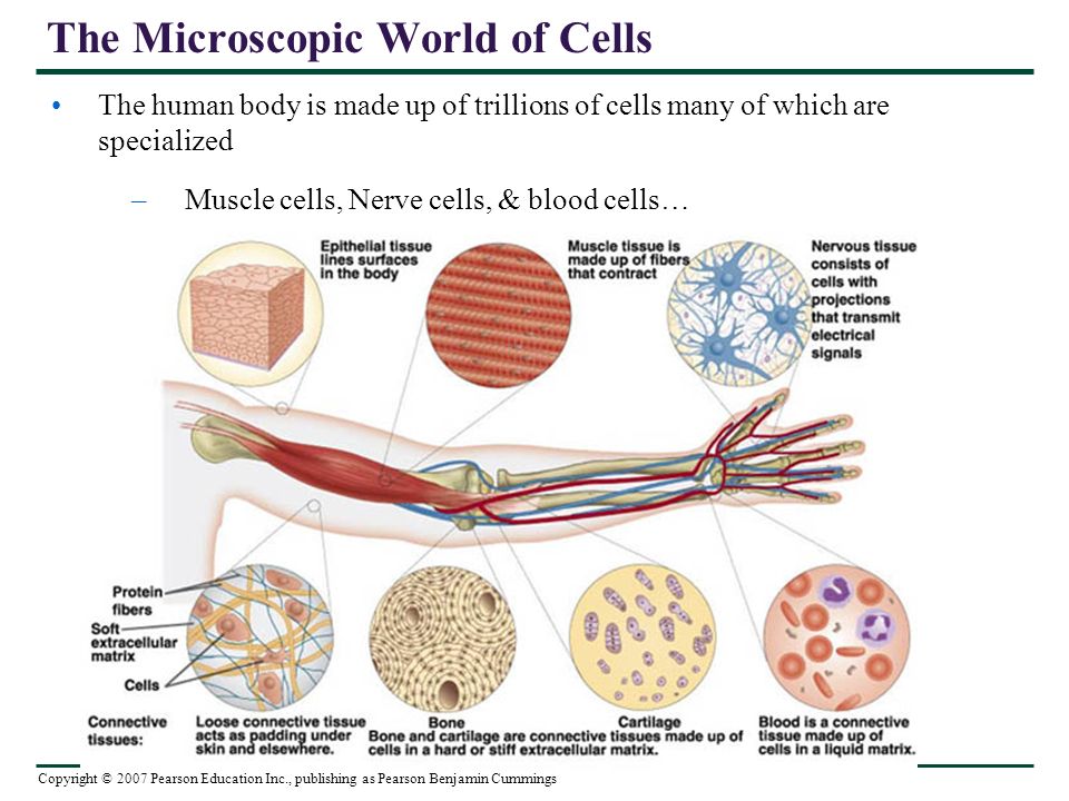 Copyright © 2007 Pearson Education Inc., publishing as Pearson Benjamin Cummings The Microscopic World of Cells The human body is made up of trillions of cells many of which are specialized –Muscle cells, Nerve cells, & blood cells…