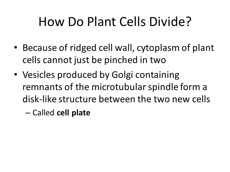 How Do Plant Cells Divide.