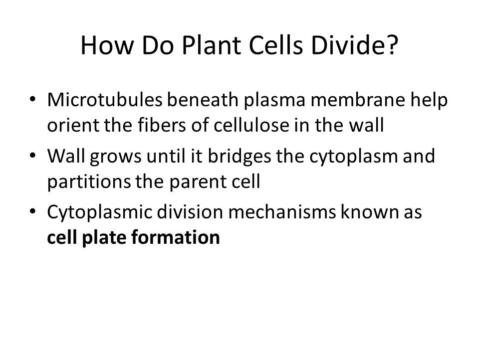 How Do Plant Cells Divide.