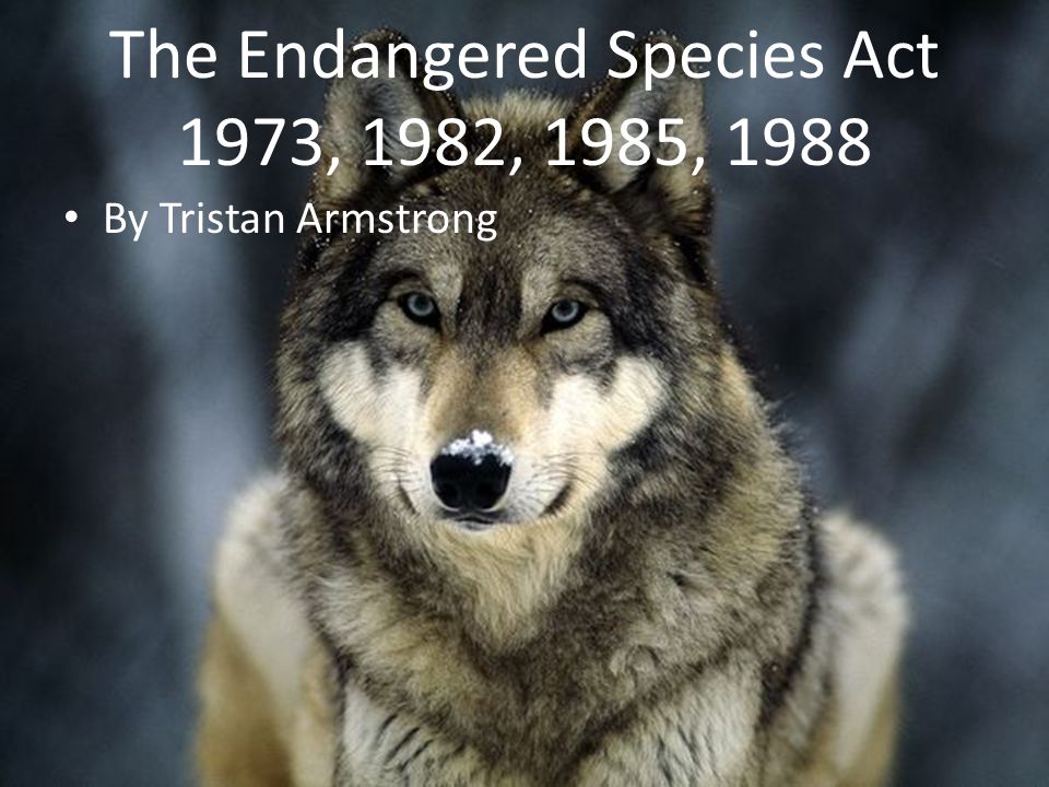 The Endangered Species Act 1973, 1982, 1985, 1988 By Tristan Armstrong