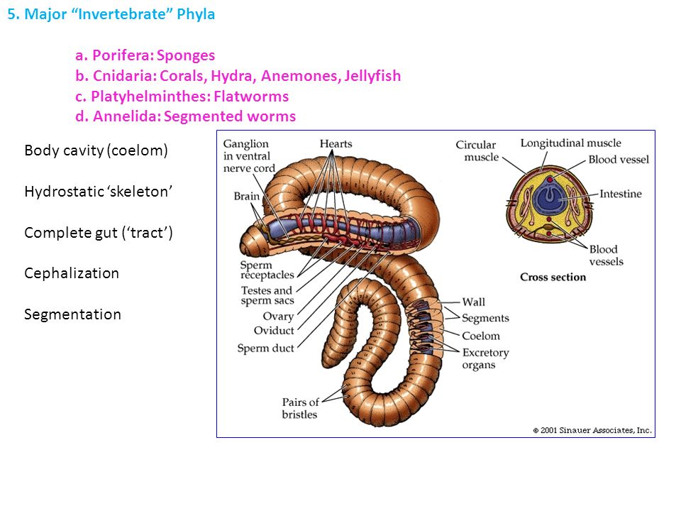 are hydra coelomate are hydra coelomate