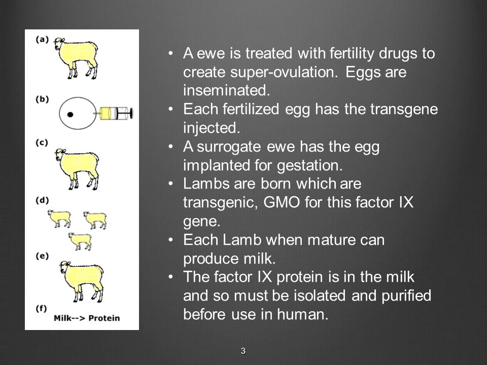 A ewe is treated with fertility drugs to create super-ovulation.