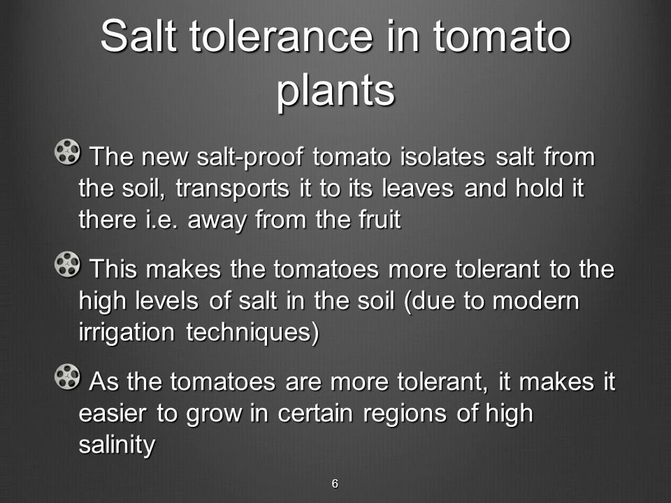 Salt tolerance in tomato plants The new salt-proof tomato isolates salt from the soil, transports it to its leaves and hold it there i.e.