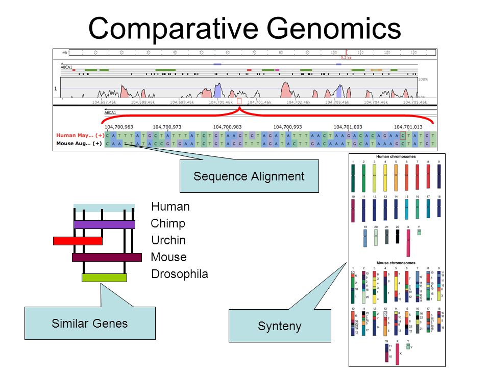 VISTA family of computational tools for comparative genomics How can we  leverage genome sequences from many species to learn about genome  function?How. - ppt download