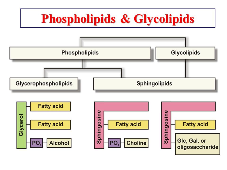 Phospholipids Phospholipids Glycolipids Phospholipids Pl