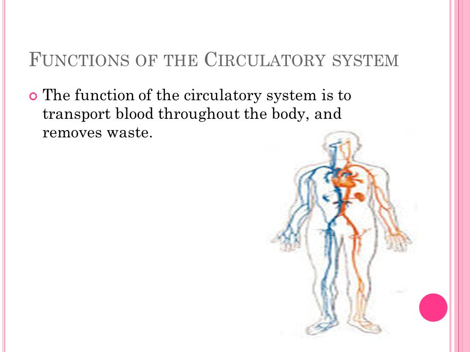 F UNCTIONS OF THE C IRCULATORY SYSTEM The function of the circulatory system is to transport blood throughout the body, and removes waste.