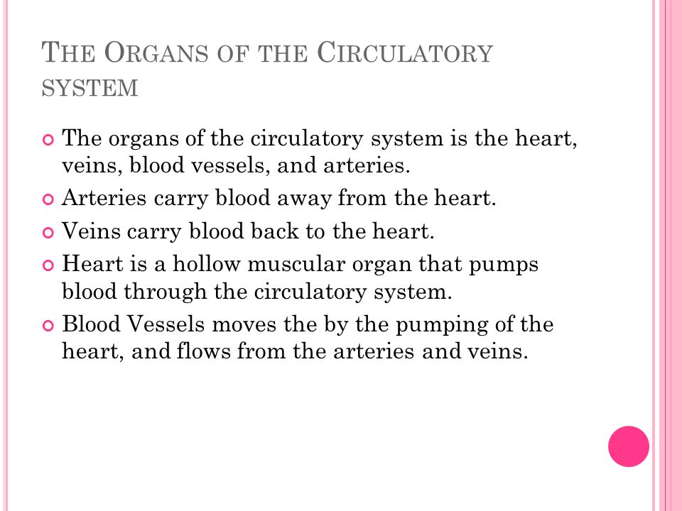 T HE O RGANS OF THE C IRCULATORY SYSTEM The organs of the circulatory system is the heart, veins, blood vessels, and arteries.
