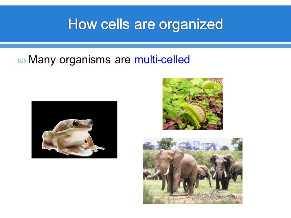  Many organisms are multi-celled
