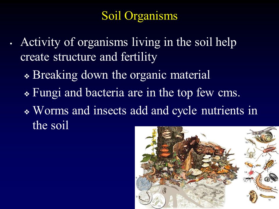 47 Soil Organisms Activity of organisms living in the soil help create structure and fertility  Breaking down the organic material  Fungi and bacteria are in the top few cms.