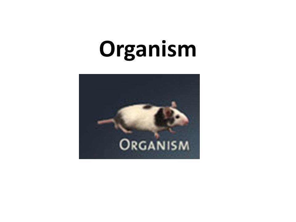 Organism
