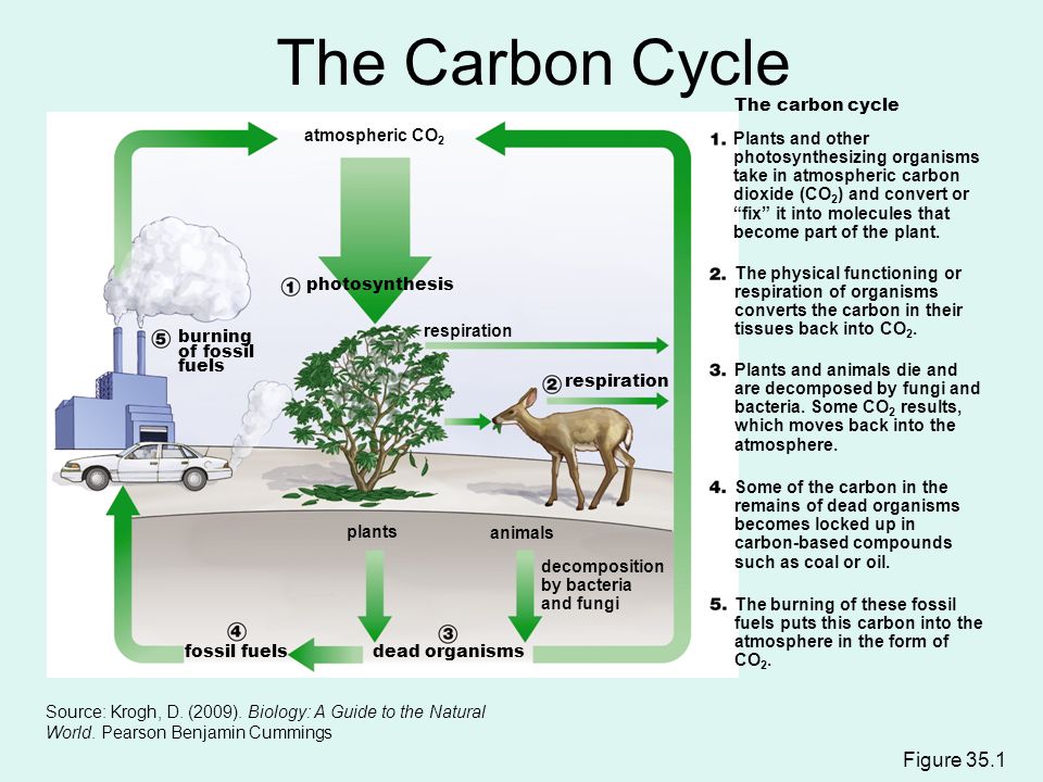 Plants dead. Carbon Cycle. Carbon Units. Grassland Carbon Cycle. Burning Fossil fuels.