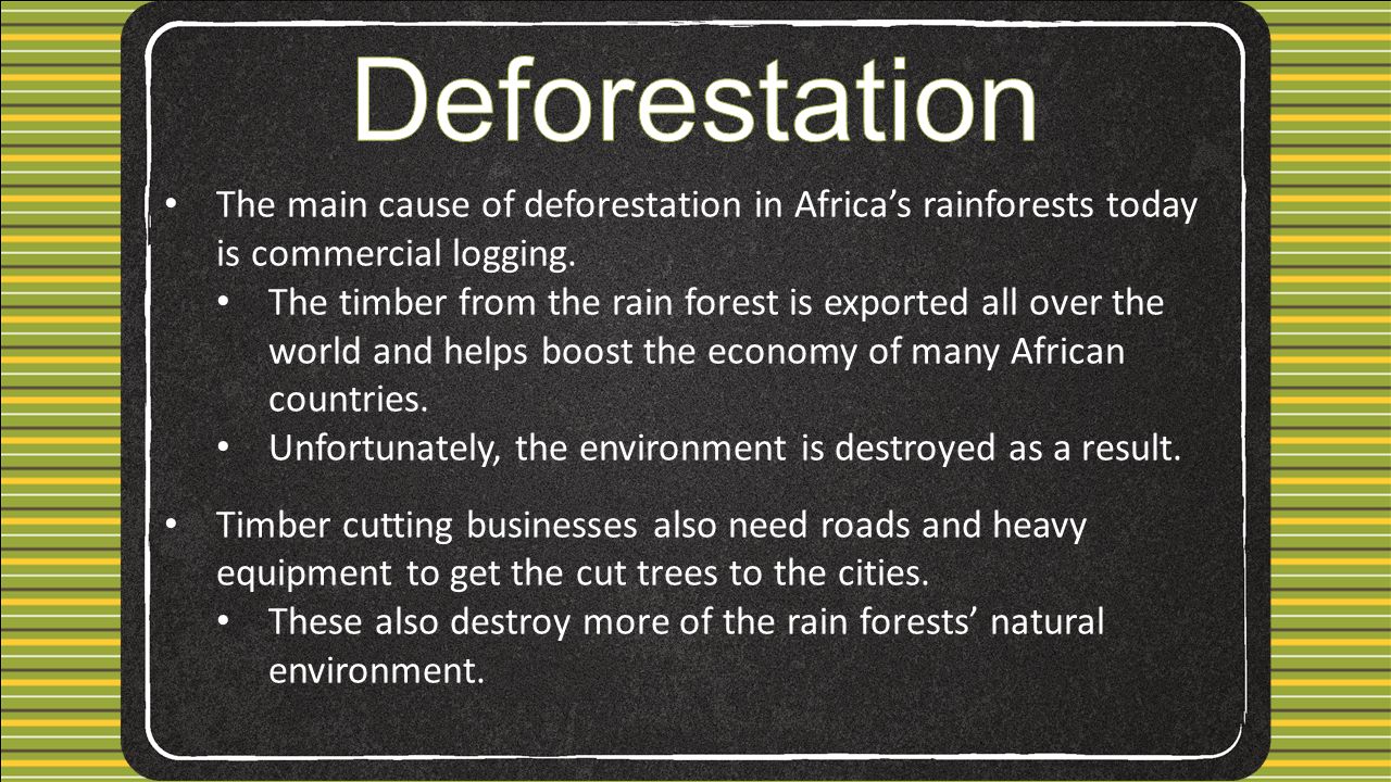 The main cause of deforestation in Africa’s rainforests today is commercial logging.
