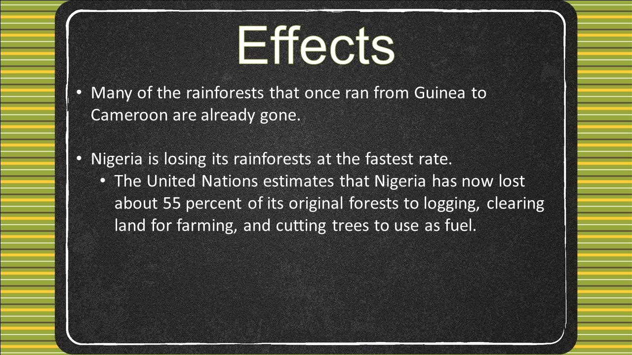 Many of the rainforests that once ran from Guinea to Cameroon are already gone.