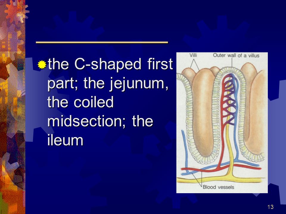 13 _________  the C-shaped first part; the jejunum, the coiled midsection; the ileum