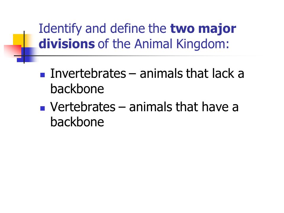 Review of the Animal Kingdom Identify and define the two major divisions of  the Animal Kingdom: Invertebrates – animals that lack a backbone  Vertebrates. - ppt download