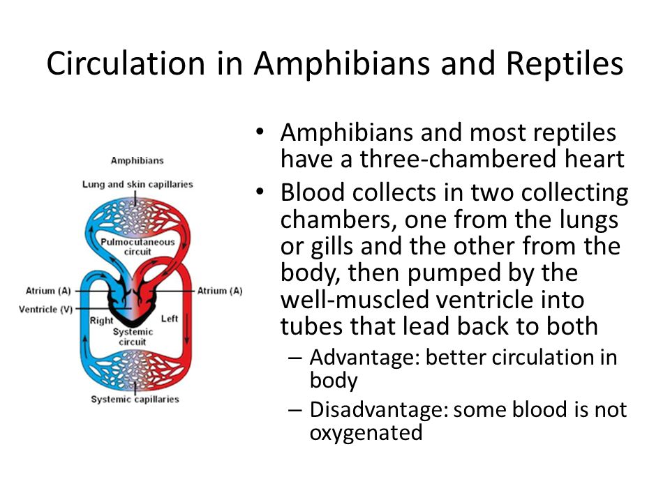 Circulation in Amphibians and Reptiles Amphibians and most reptiles have a three-chambered heart Blood collects in two collecting chambers, one from the lungs or gills and the other from the body, then pumped by the well-muscled ventricle into tubes that lead back to both – Advantage: better circulation in body – Disadvantage: some blood is not oxygenated
