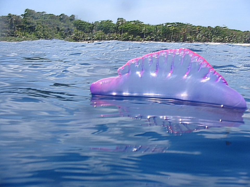 Медузы в тайланде