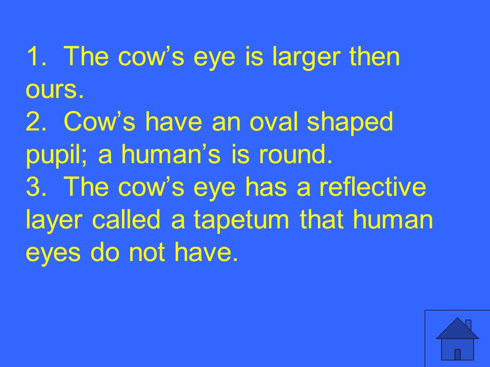 1. The cow’s eye is larger then ours. 2. Cow’s have an oval shaped pupil; a human’s is round.