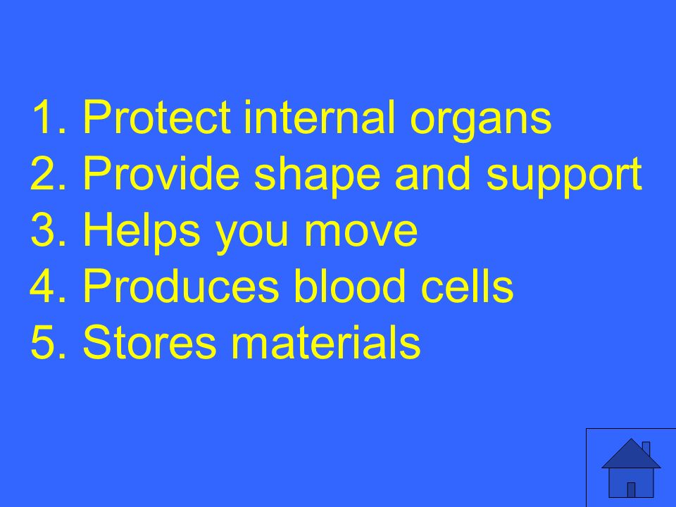 1. Protect internal organs 2. Provide shape and support 3.