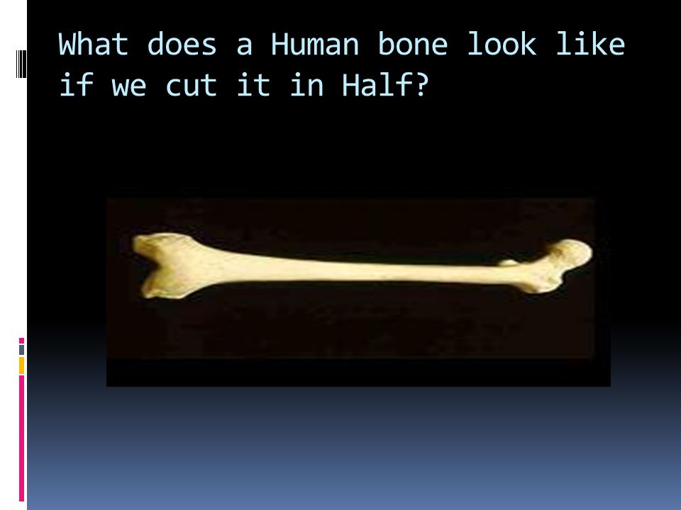 What Does A Human Bone Look Like If We Cut It In Half Ppt Download What Does A Human Bone Look Like If We Cut It In Half Ppt Download