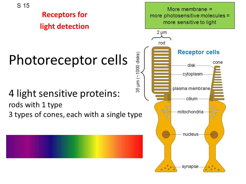 The Visual System 2. The Retina Photoreceptor cells 4 sensitive proteins: rods with 1 type 3 types of cones, each with a single type Receptors. - ppt download