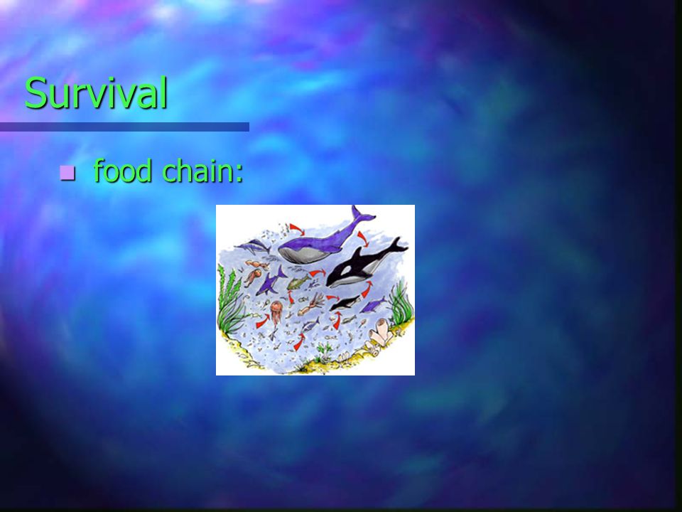 Survival food chain: food chain: