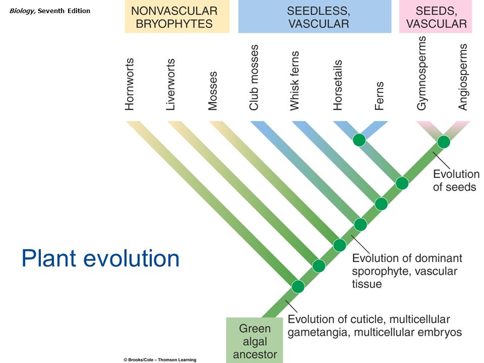 Copyright © 2005 Brooks/Cole — Thomson Learning Biology, Seventh ...