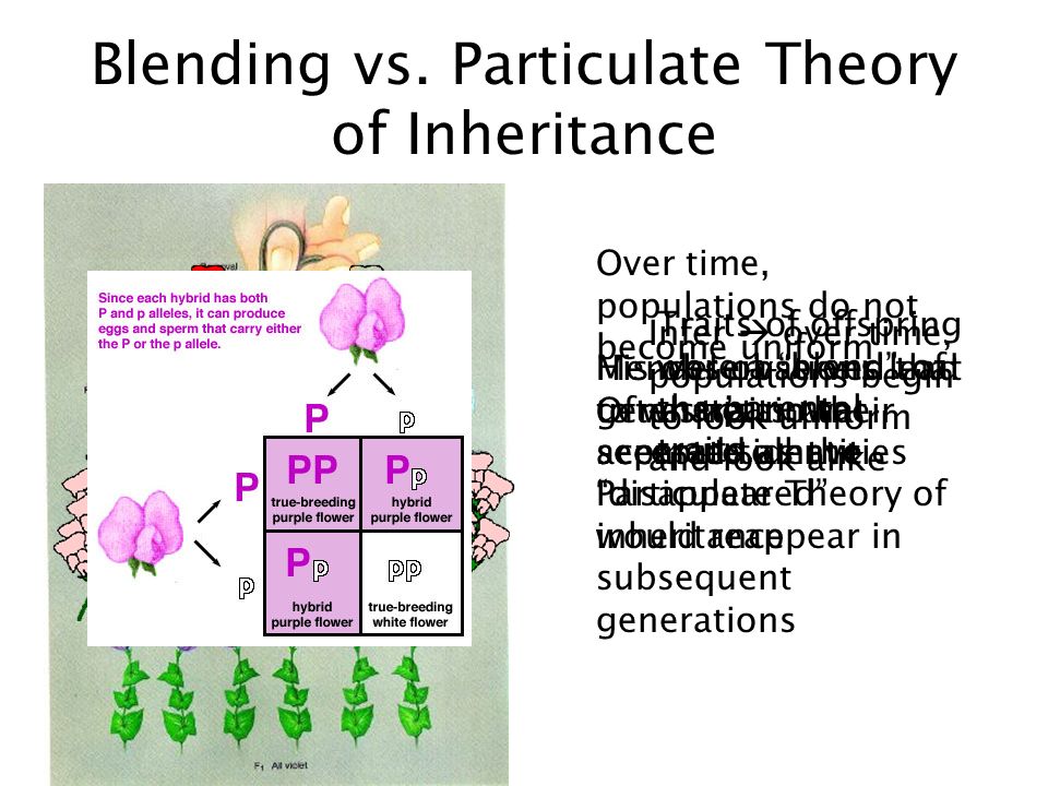 Direkte tilskadekomne modbydeligt Chapter 14 – Mendelian Genetics. Blending vs. Particulate Theory of  Inheritance Traits of offspring were a “blend” of the parental traits.  Infer  over. - ppt download