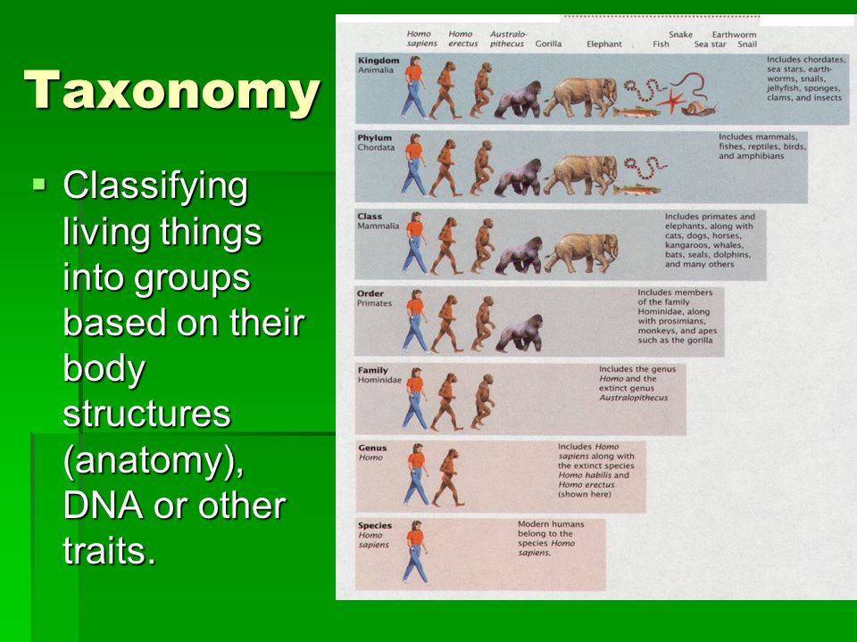 Taxonomy  Classifying living things into groups based on their body structures (anatomy), DNA or other traits.