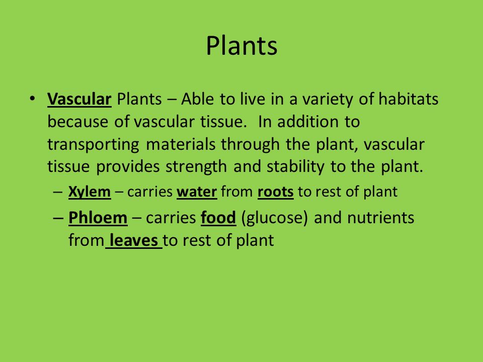 Plants & Animals. – Nonvascular Plants – mosses, liverworts and hornworts  are nonvascular plants. These lack vascular tissue which is a system of  tubes. - ppt download