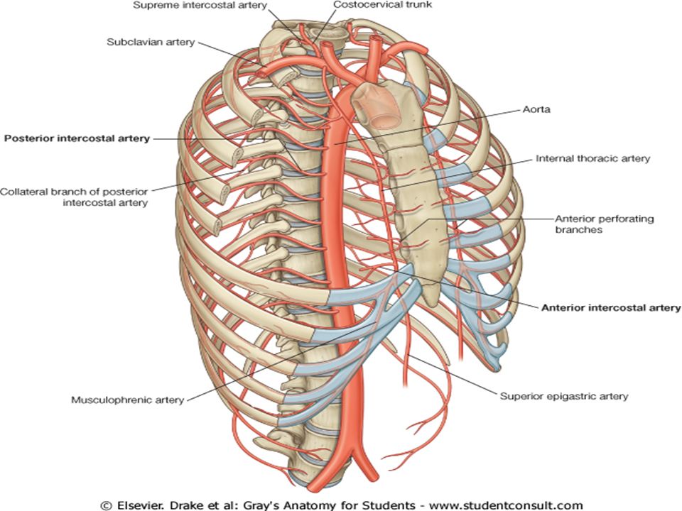 intercostal arteries