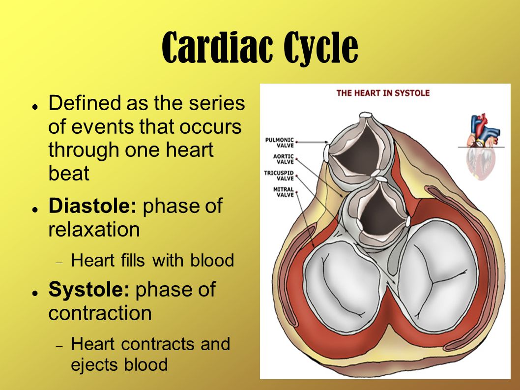 excitation of the heart. intro muscle cells of the myocardium are