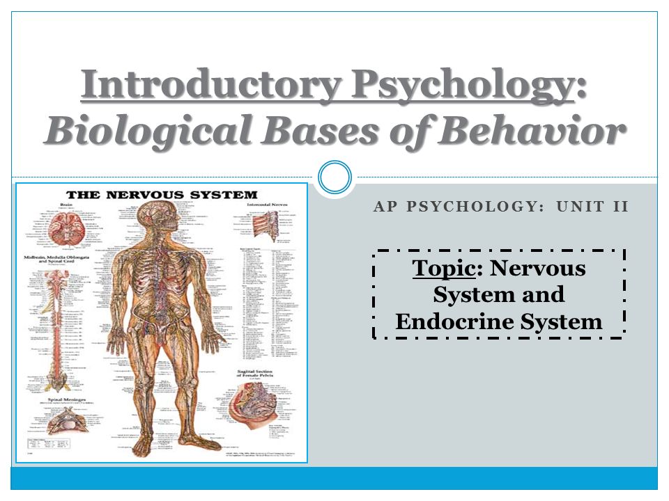 nervous system and endocrine system work together