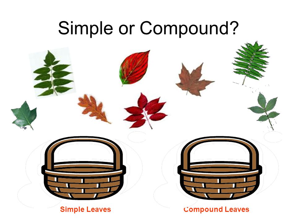 Types of Leaves Simple: Has only one leaf per stem. Compound: Has more than one leaves per stem.
