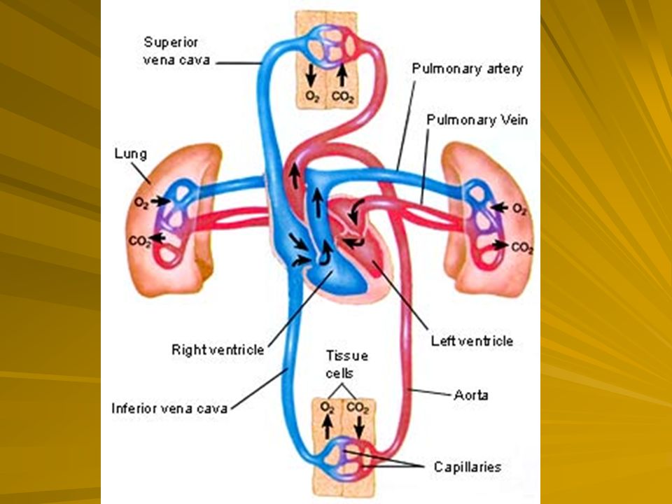 systemic veins carry and systemic arteries carry)
