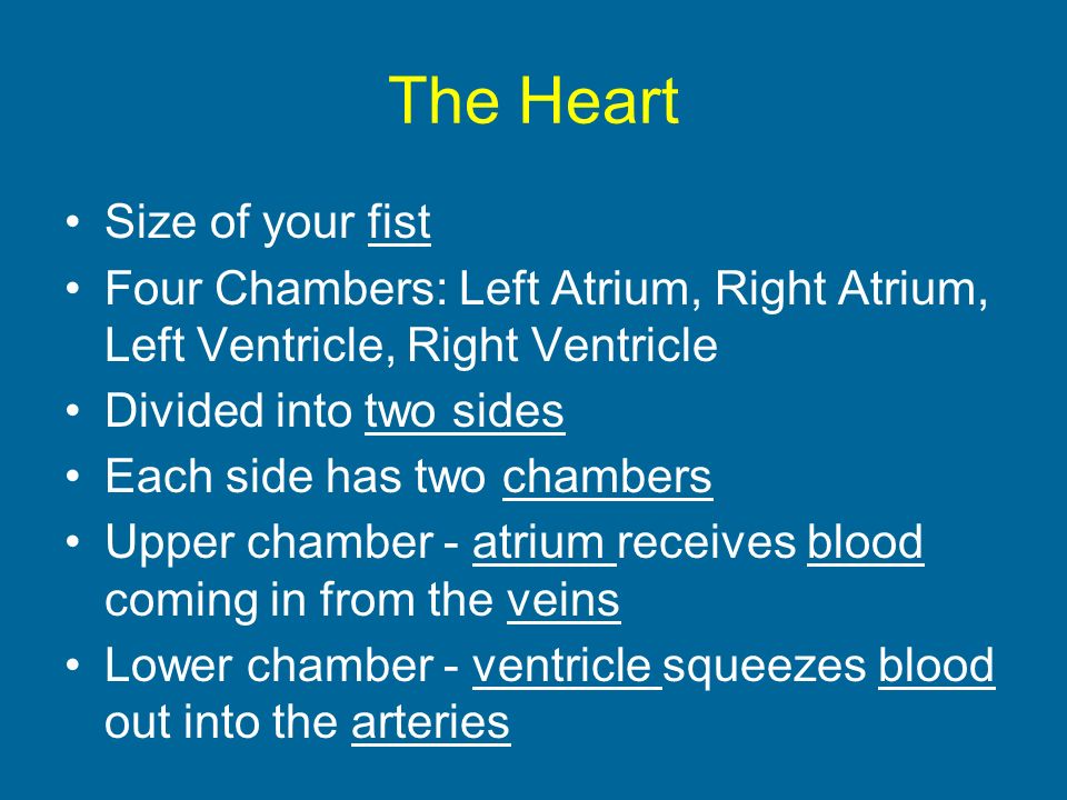 The Heart Size of your fist Four Chambers: Left Atrium, Right Atrium, Left Ventricle, Right Ventricle Divided into two sides Each side has two chambers Upper chamber - atrium receives blood coming in from the veins Lower chamber - ventricle squeezes blood out into the arteries