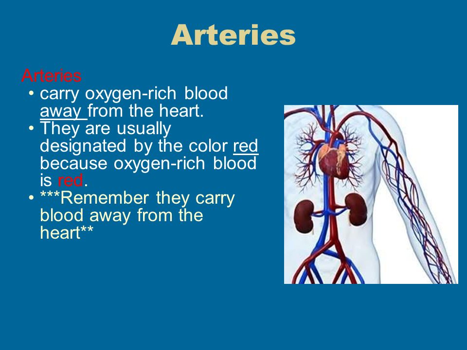 Arteries carry oxygen-rich blood away from the heart.