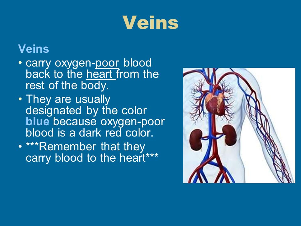Veins carry oxygen-poor blood back to the heart from the rest of the body.